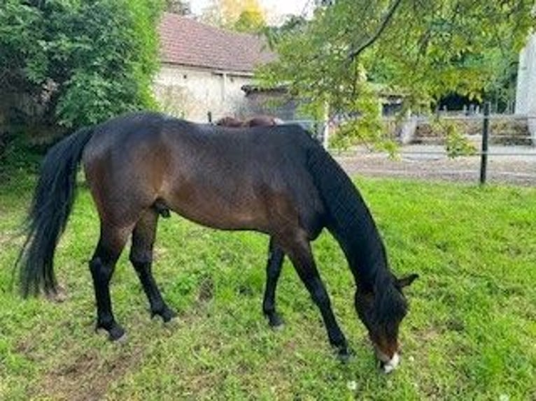 Deutsches Classic-Pony Wallach 5 Jahre 146 cm Brauner in Pottendorf
