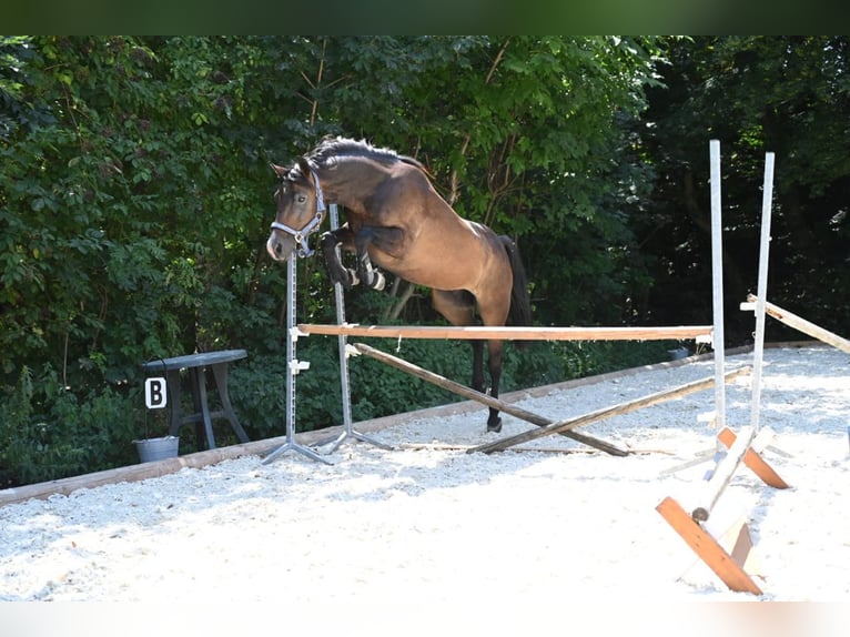 Deutsches Classic-Pony Wallach 5 Jahre 146 cm Brauner in Pottendorf