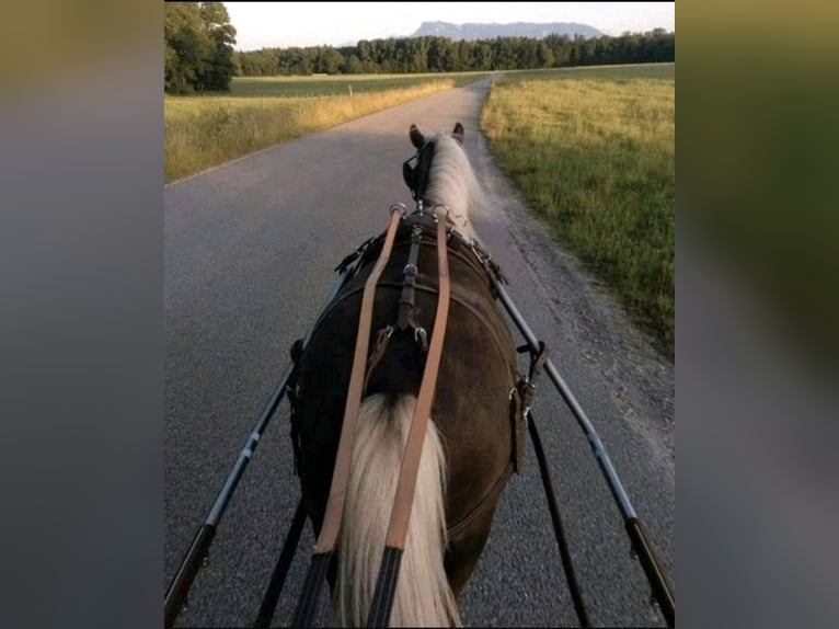 Deutsches Classic-Pony Wallach 8 Jahre 115 cm Fuchs in Freilassing