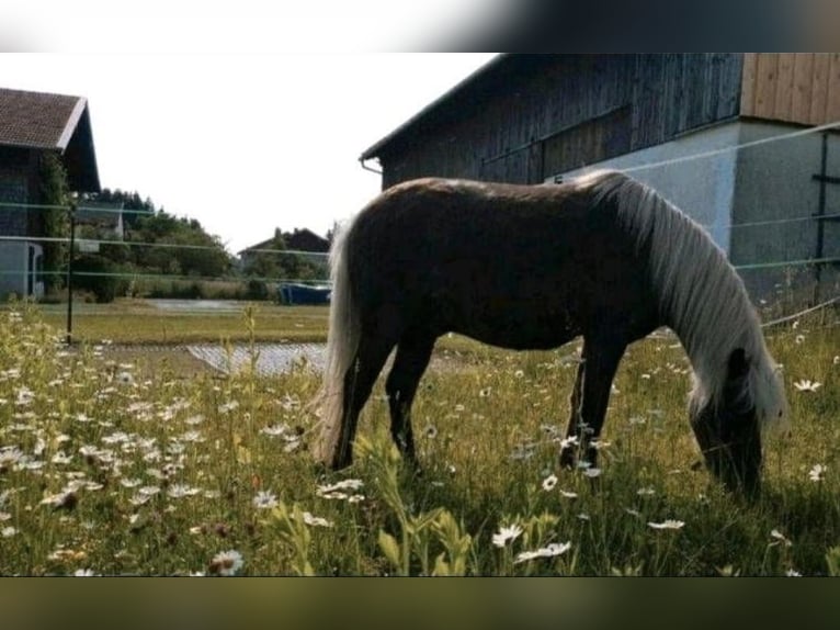 Deutsches Classic-Pony Wallach 8 Jahre 115 cm Fuchs in Freilassing