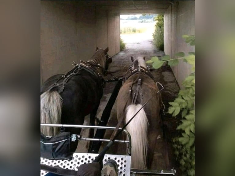 Deutsches Classic-Pony Wallach 8 Jahre 115 cm Fuchs in Freilassing