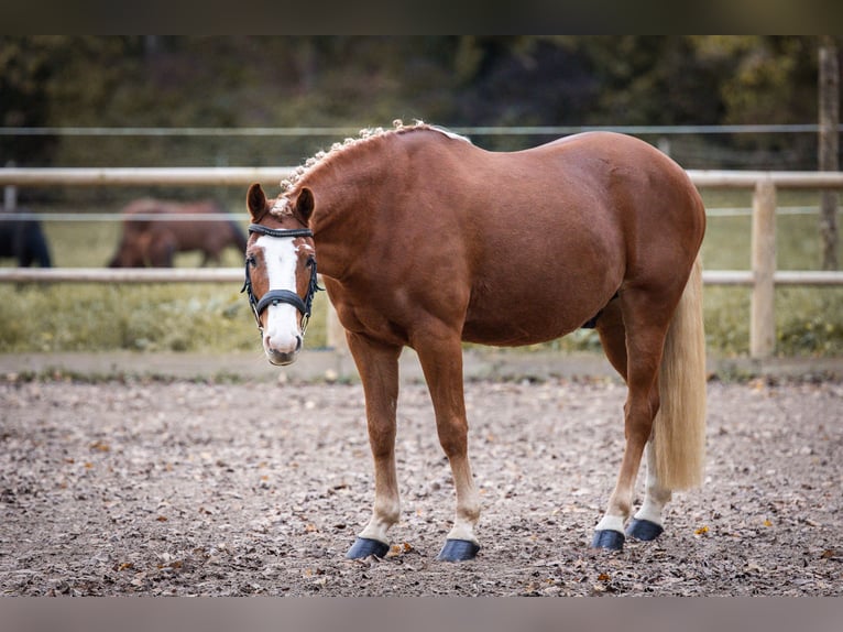 Deutsches Classic-Pony Wallach 8 Jahre Fuchs in Steinbrunn le bas