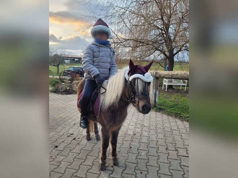 Deutsches Classic-Pony Wallach 9 Jahre 110 cm in Oberderdingen