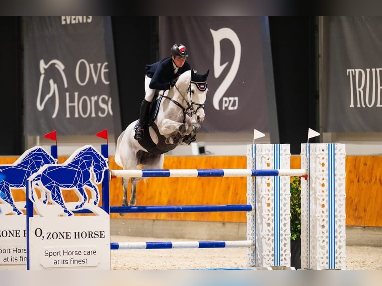 Deutsches Edelblut Stute 10 Jahre 166 cm Schimmel in MielnoPoznan