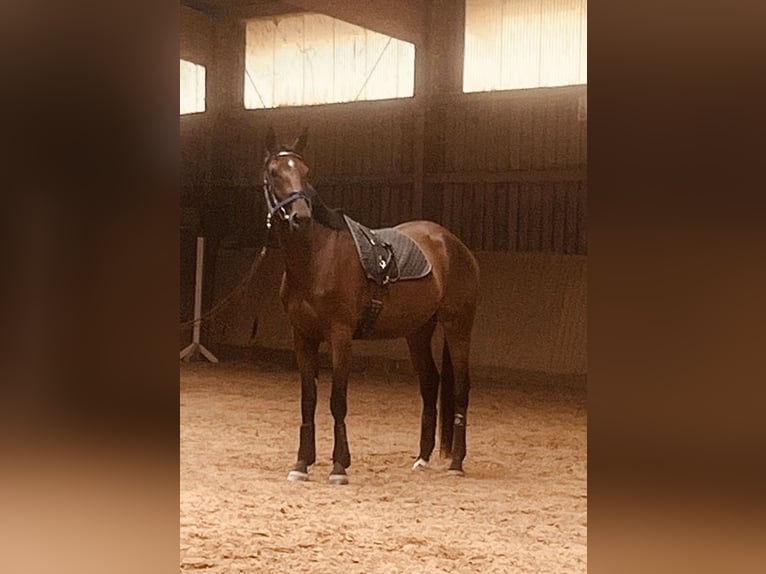 Deutsches Edelblut Stute 3 Jahre 170 cm Brauner in Oberzent