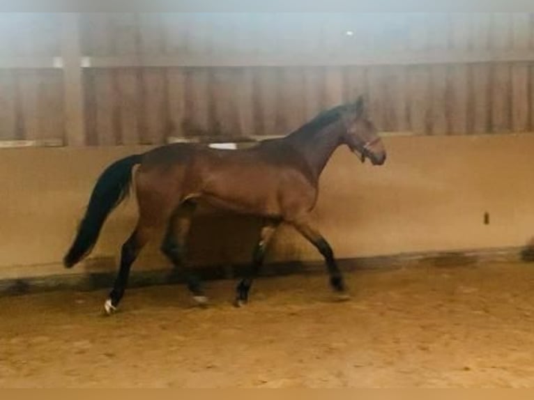 Deutsches Edelblut Stute 3 Jahre 170 cm Brauner in Oberzent