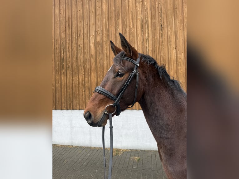 Deutsches Edelblut Wallach 4 Jahre 156 cm in Wartenberg