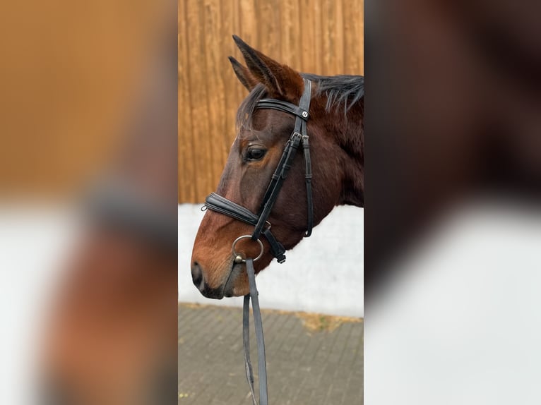 Deutsches Edelblut Wallach 5 Jahre 156 cm in Wartenberg