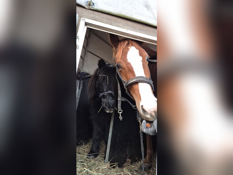 Deutsches Edelblut Wallach 5 Jahre 160 cm Fuchs in Fehmarn