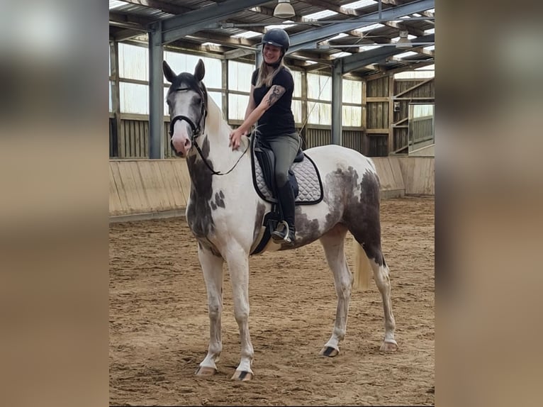 Deutsches Edelblut Wallach 6 Jahre 186 cm Schecke in Schkölen