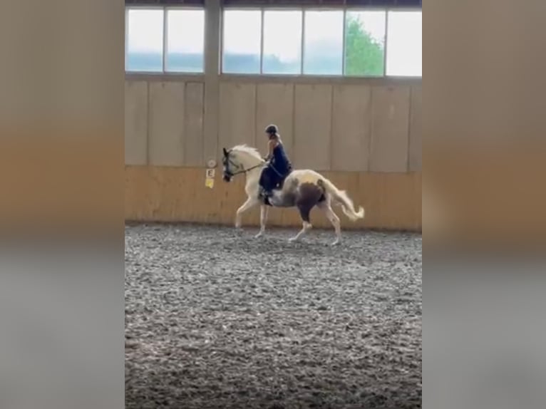 Deutsches Edelblut Wallach 6 Jahre 186 cm Schecke in Schkölen