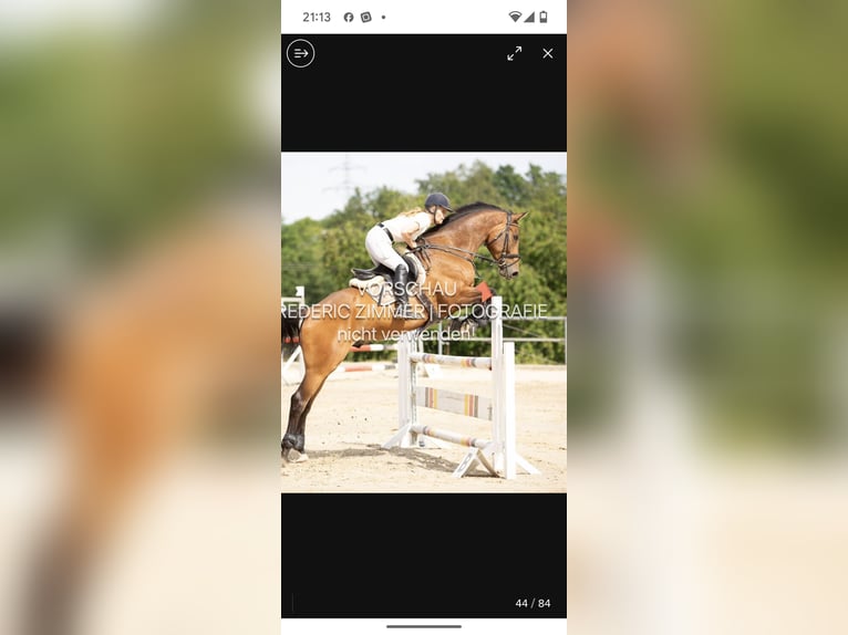 Deutsches Reitpferd Hengst 10 Jahre 168 cm Brauner in Matzenbach