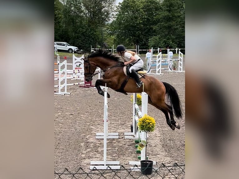 Deutsches Reitpferd Hengst 10 Jahre 168 cm Brauner in Matzenbach
