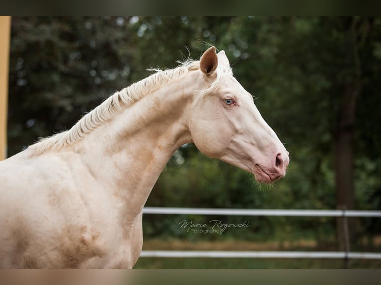 Deutsches Reitpferd Hengst 10 Jahre 173 cm Cremello in Beaumont-Pied-de-Buf