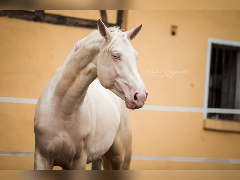 Deutsches Reitpferd Hengst 10 Jahre 173 cm Cremello in Beaumont-Pied-de-Buf