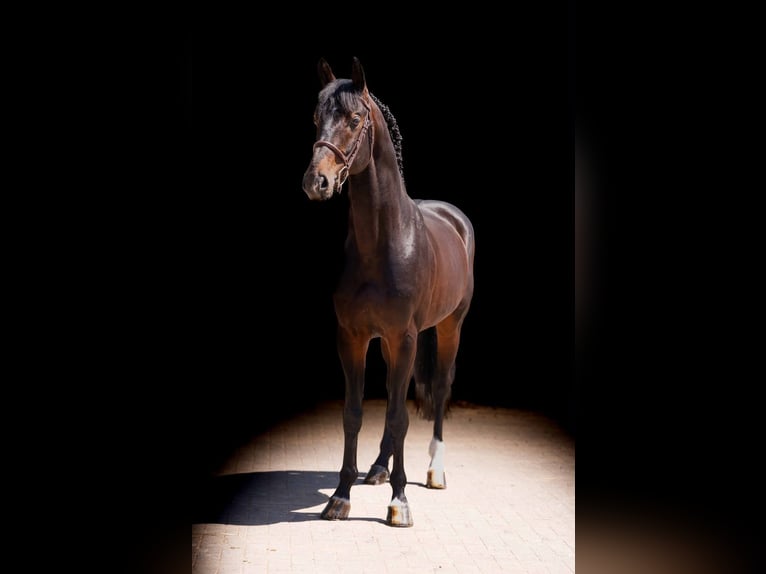 Deutsches Reitpferd Hengst 11 Jahre 167 cm Brauner in Zülpich