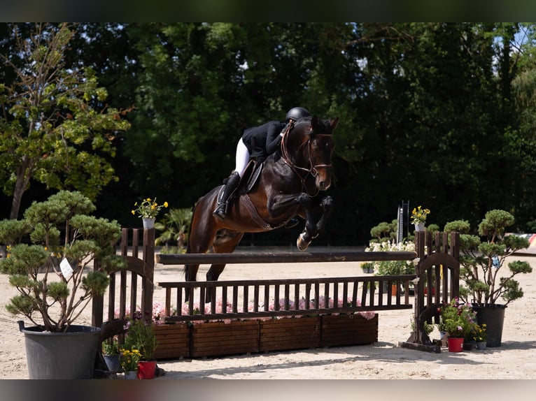 Deutsches Reitpferd Hengst 11 Jahre 167 cm Brauner in Zülpich