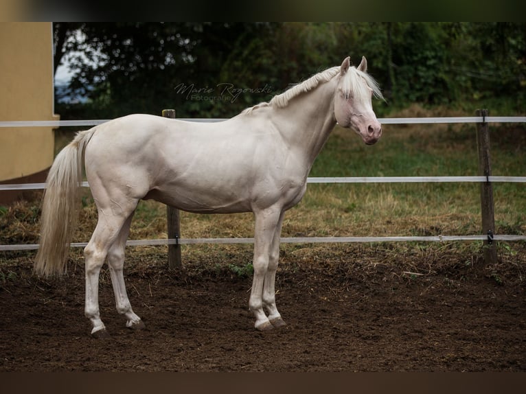 Deutsches Reitpferd Hengst 16 Jahre 160 cm Cremello in Beaumont-Pied-de-Buf