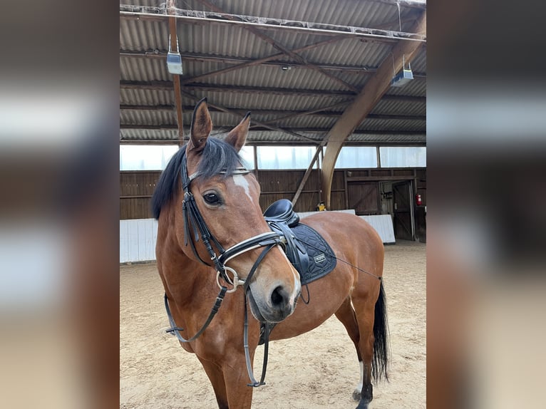 Deutsches Reitpferd Hengst 18 Jahre 164 cm Brauner in Erftstadt