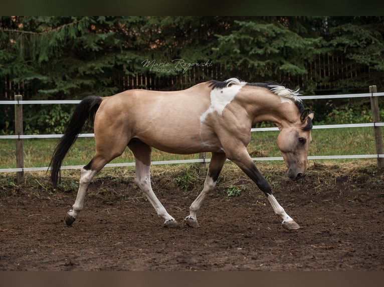 Deutsches Reitpferd Hengst 18 Jahre 165 cm Schecke in Beaumont-Pied-de-Buf