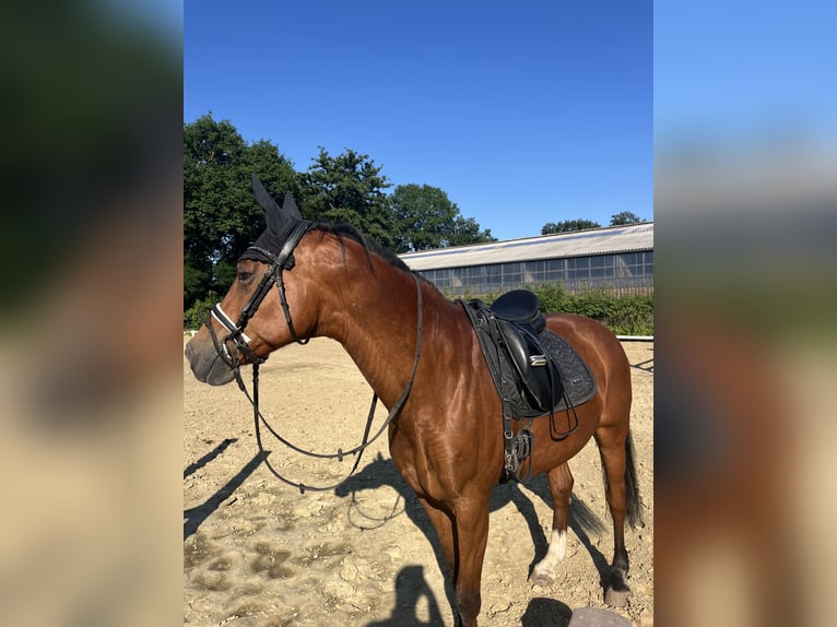 Deutsches Reitpferd Hengst 19 Jahre 164 cm Brauner in Erftstadt