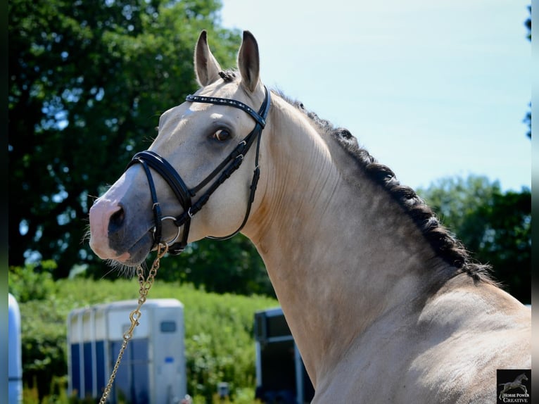 Deutsches Reitpferd Hengst 19 Jahre 164 cm Cremello in Buchhain