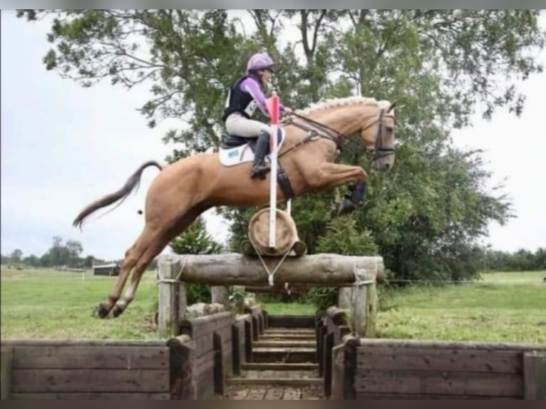 Deutsches Reitpferd Hengst 19 Jahre 164 cm Cremello in Buchhain