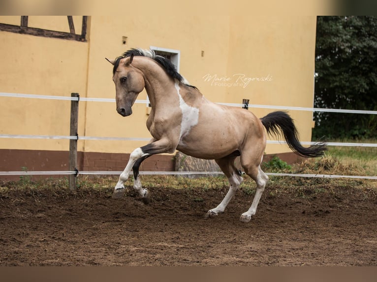 Deutsches Reitpferd Hengst 19 Jahre 165 cm Schecke in Beaumont-Pied-de-Buf