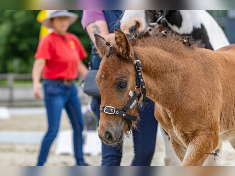 Deutsches Reitpferd Hengst 1 Jahr 142 cm Dunkelbrauner in Varel Dangastermoor