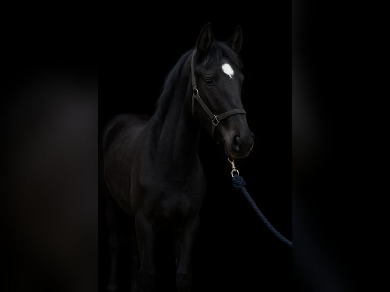 Deutsches Reitpferd Hengst 1 Jahr 146 cm Rappe in Dannenberg (Elbe)