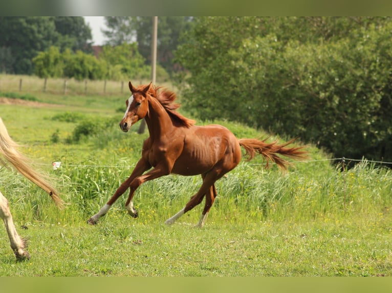 Deutsches Reitpferd Hengst 1 Jahr 150 cm Fuchs in Schlagenthin