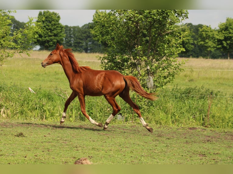 Deutsches Reitpferd Hengst 1 Jahr 150 cm Fuchs in Schlagenthin