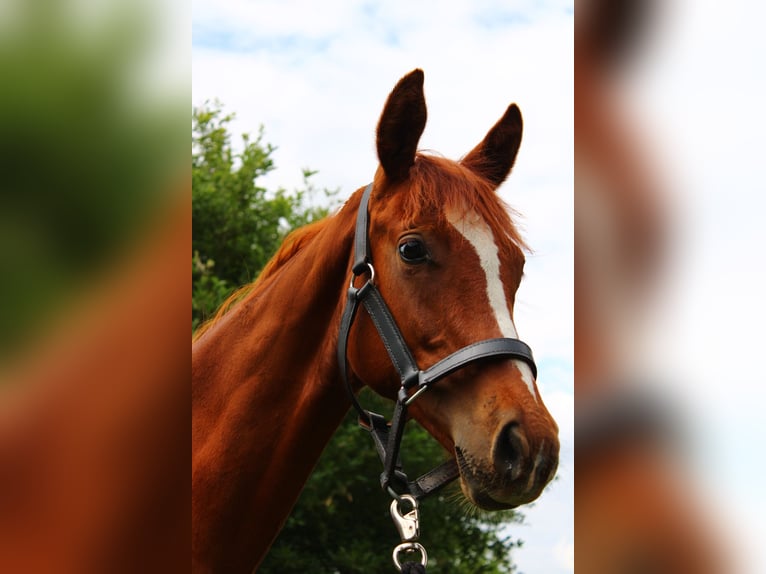 Deutsches Reitpferd Hengst 1 Jahr 150 cm Fuchs in Schlagenthin