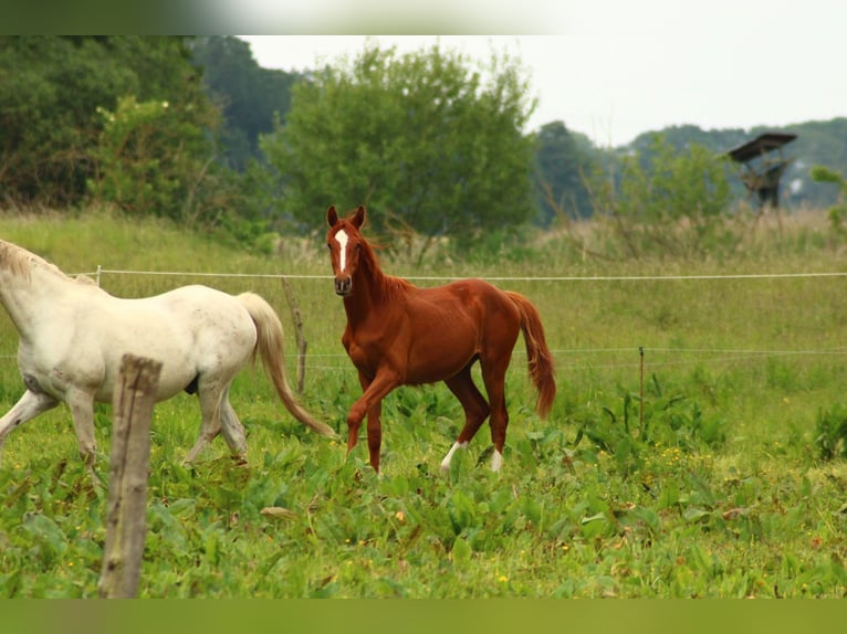 Deutsches Reitpferd Hengst 1 Jahr 150 cm Fuchs in Schlagenthin
