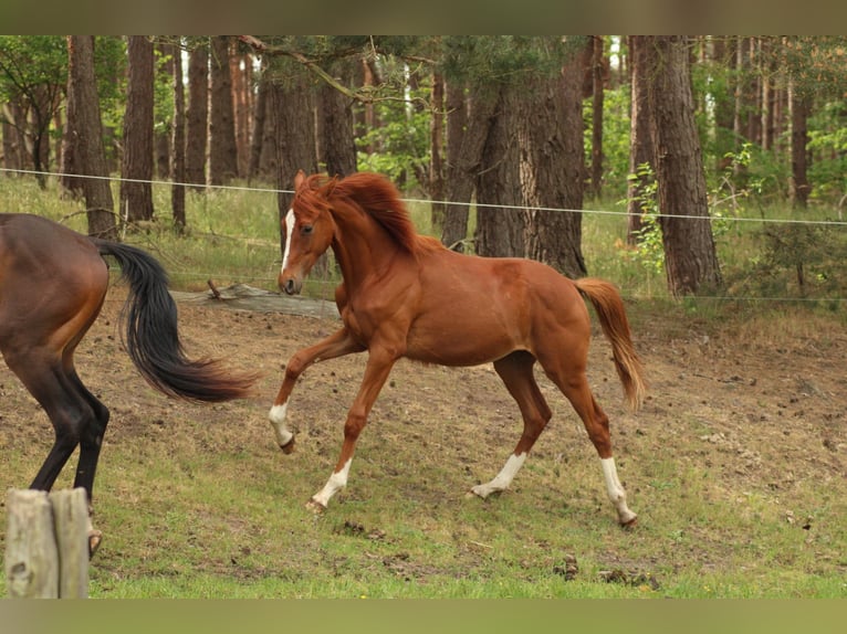 Deutsches Reitpferd Hengst 1 Jahr 150 cm Fuchs in Schlagenthin