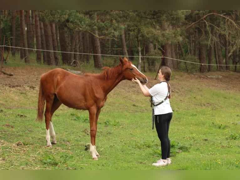 Deutsches Reitpferd Hengst 1 Jahr 150 cm Fuchs in Schlagenthin