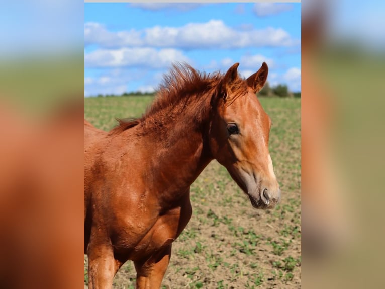 Deutsches Reitpferd Mix Hengst 1 Jahr 160 cm Fuchs in Stavenhagen