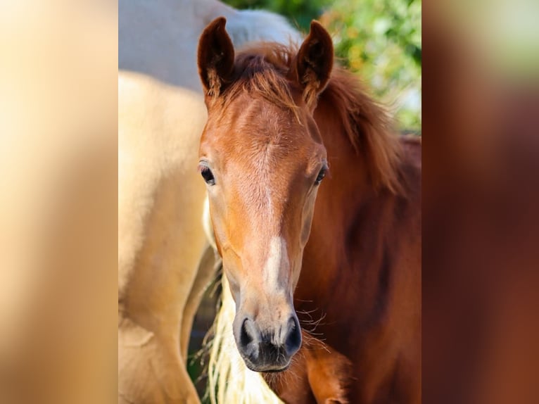 Deutsches Reitpferd Mix Hengst 1 Jahr 160 cm Fuchs in Stavenhagen