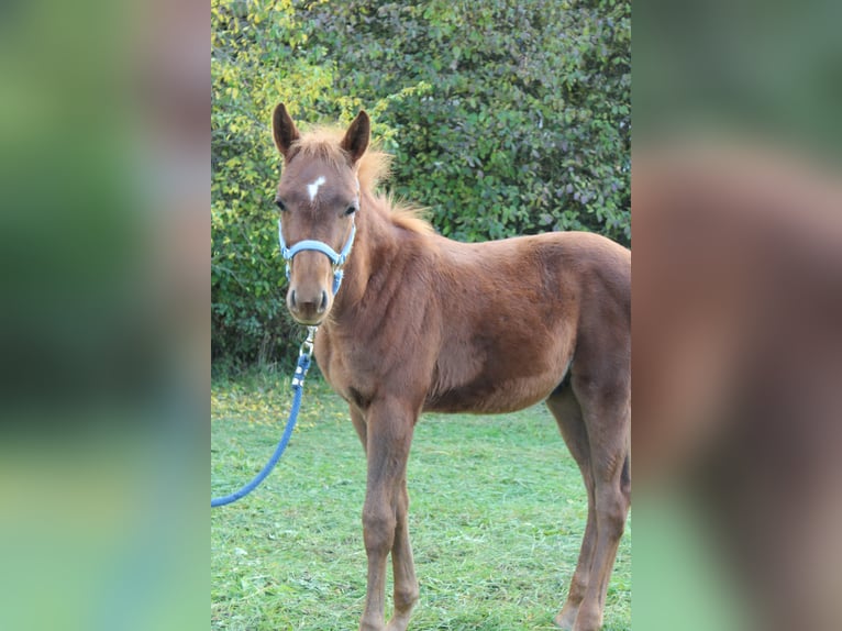 Deutsches Reitpferd Mix Hengst 1 Jahr 160 cm Fuchs in Zapfendorf