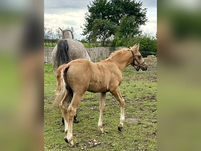 Deutsches Reitpferd Hengst 1 Jahr 165 cm Fuchs in Niederer Fäming