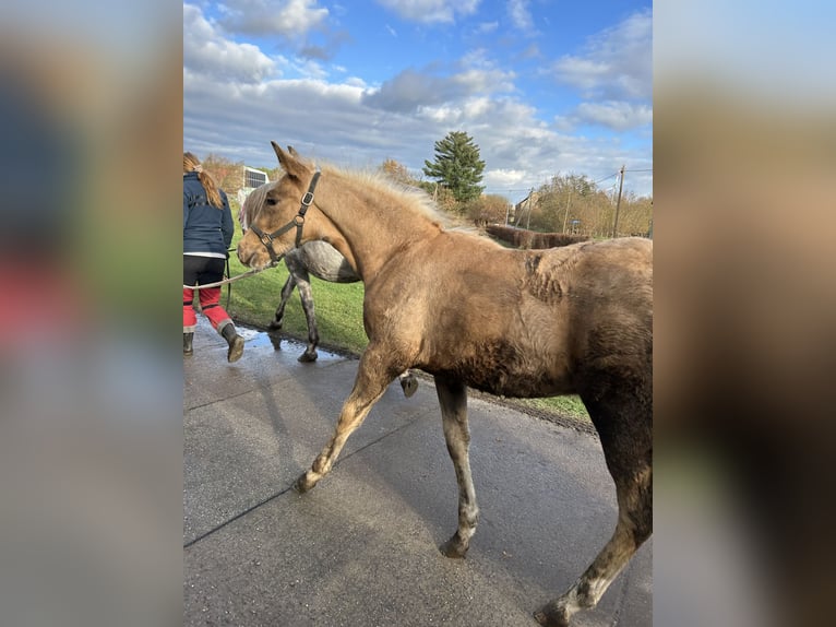 Deutsches Reitpferd Hengst 1 Jahr 165 cm Fuchs in Niederer Fäming