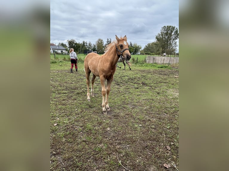 Deutsches Reitpferd Hengst 1 Jahr 165 cm Fuchs in Niederer Fäming