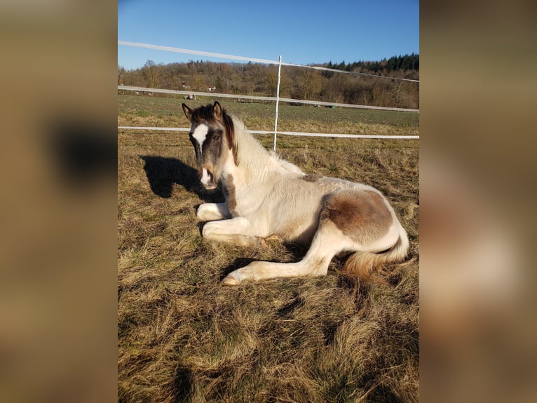 Deutsches Reitpferd Hengst 1 Jahr 165 cm Schecke in Sugenheim