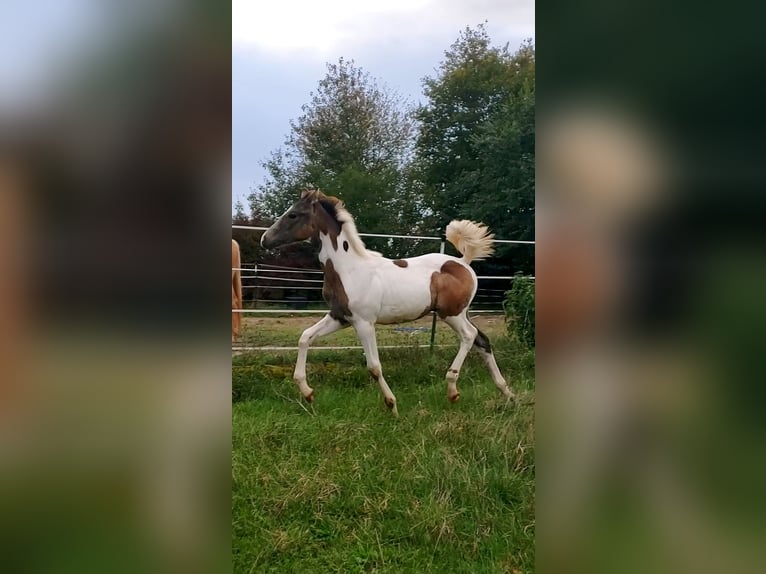 Deutsches Reitpferd Hengst 1 Jahr 165 cm Schecke in Sugenheim