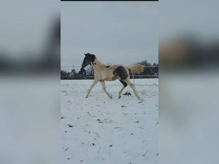 Deutsches Reitpferd Hengst 1 Jahr 165 cm Schecke in Sugenheim