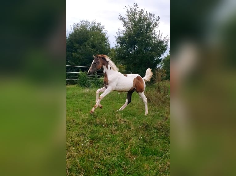 Deutsches Reitpferd Hengst 1 Jahr 165 cm Schecke in Sugenheim