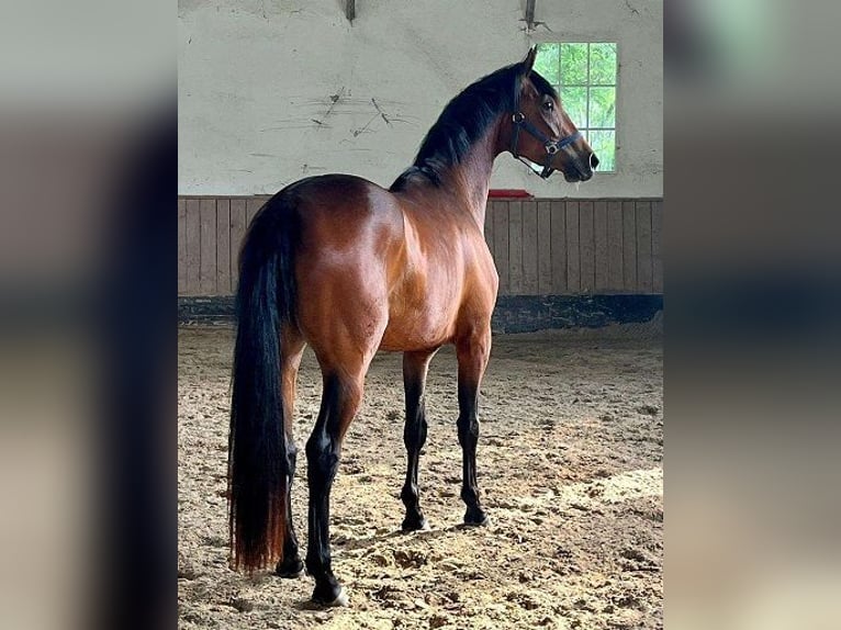 Deutsches Reitpferd Hengst 1 Jahr 167 cm Brauner in Königsmoos