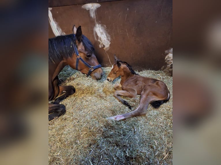 Deutsches Reitpferd Hengst 1 Jahr 167 cm Brauner in Königsmoos