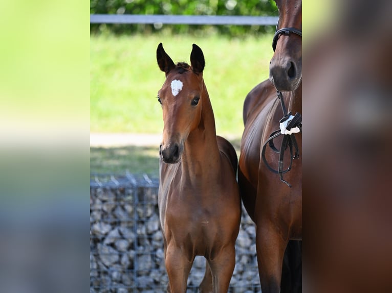 Deutsches Reitpferd Hengst 1 Jahr 167 cm Brauner in Königsmoos