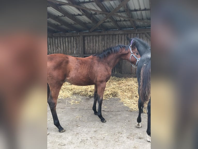 Deutsches Reitpferd Hengst 1 Jahr 167 cm Brauner in Königsmoos